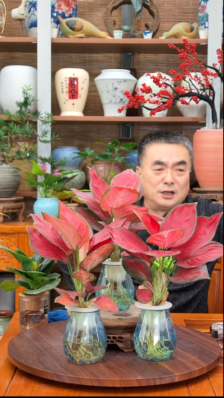 无花朵我*安水之韵水培吉利红3颗