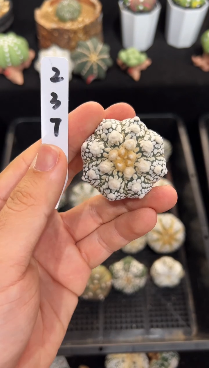 浓白珍珠油不含盆土实生编码237