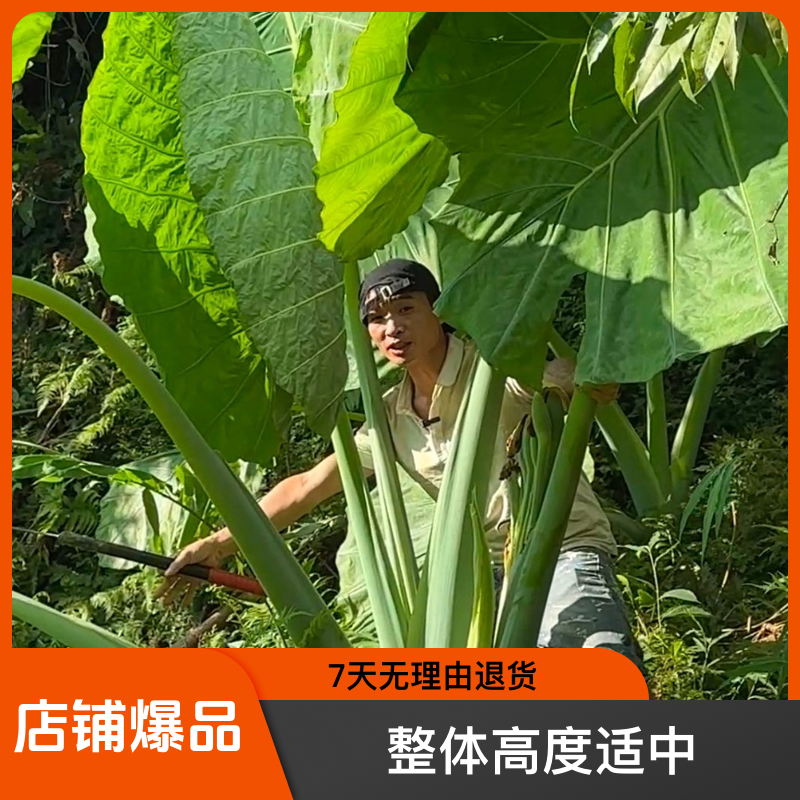 巨大象耳芋霸王芋大野芋室内客厅大叶花卉盆栽庭院植物