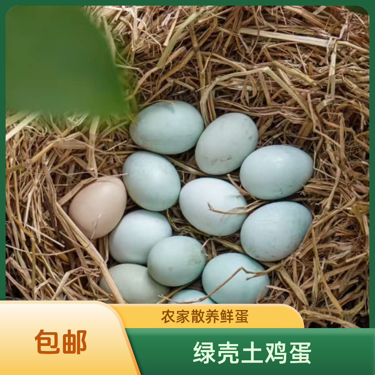 二刚兄弟放养绿壳土鸡蛋包邮