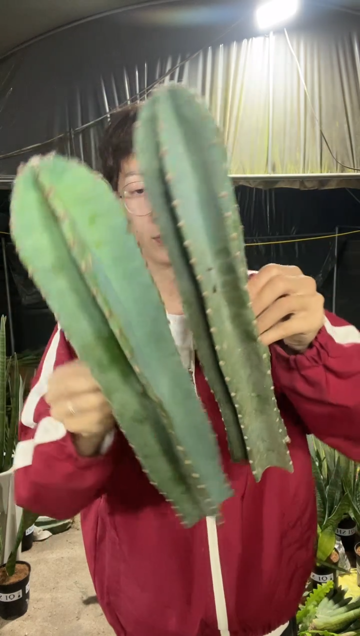 40cm无根量天尺2棵19.9