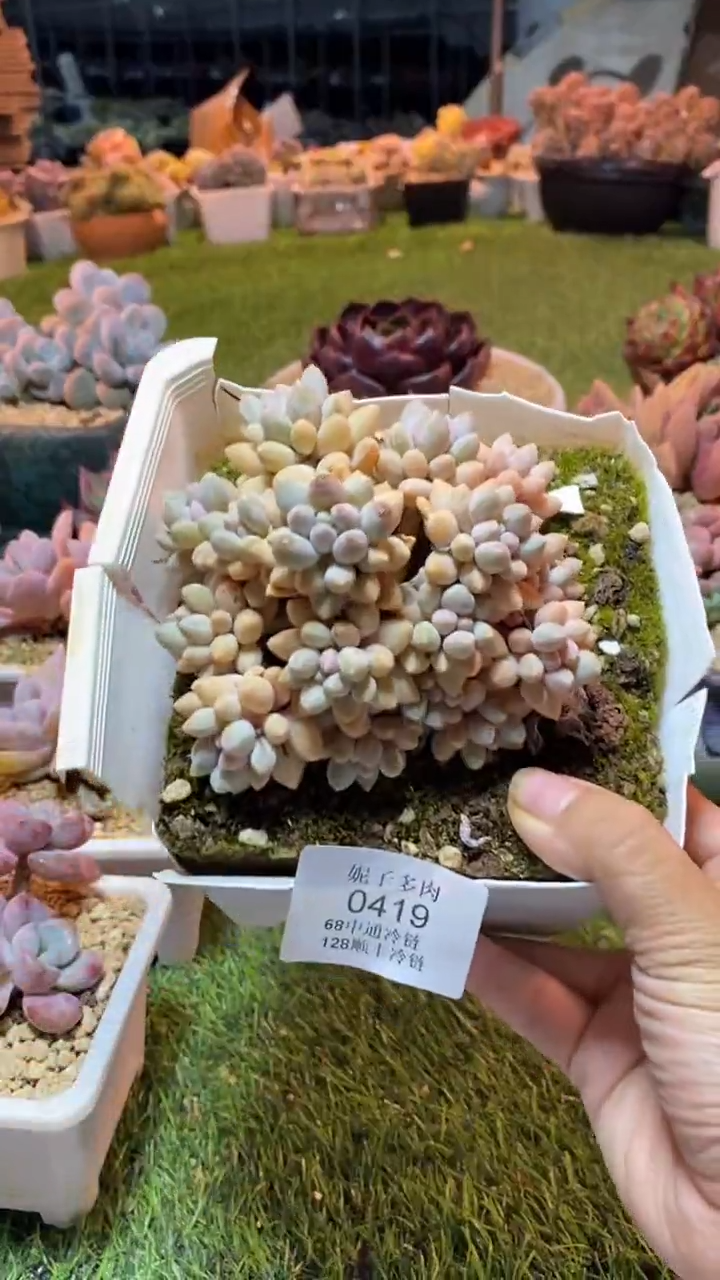 0419（满28包邮发货）