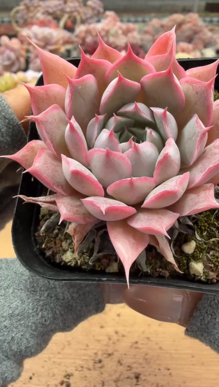 东云多肉园二店-101