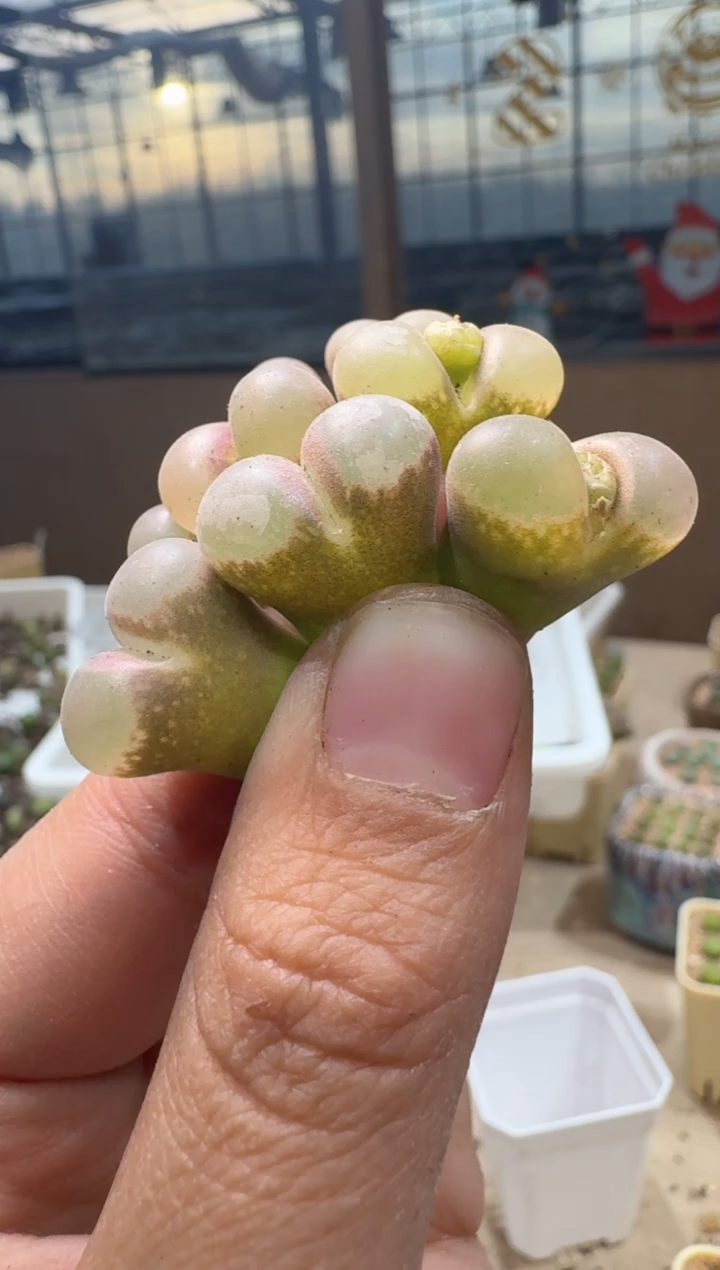 匹*曹26-185多肉植物肉锥小腮红