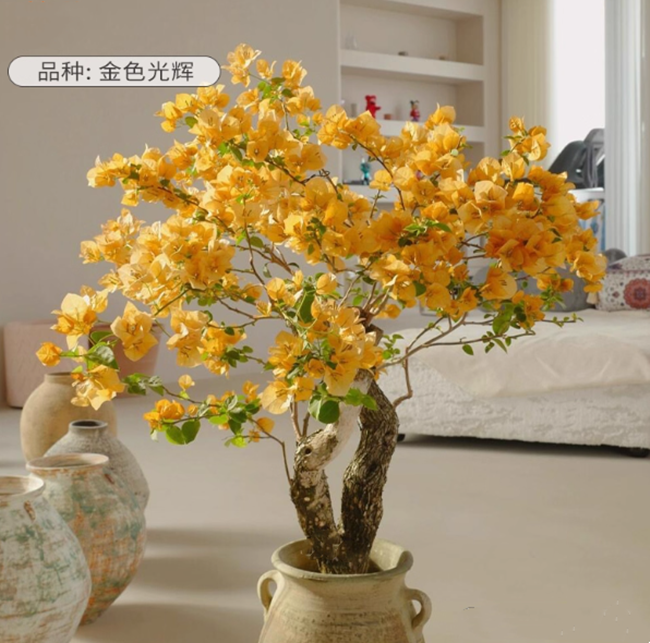 漳红樱三角梅带花盆栽绿樱爬藤重瓣老桩四季开花庭院植物勤花