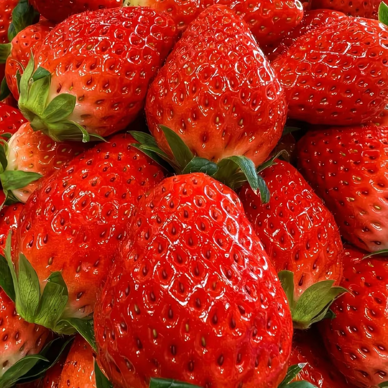 【明日达】3.6斤巨无霸尊享丹东99草莓奶油草莓新鲜多汁奶糯香甜1斤3斤草莓草莓草莓辽宁省
