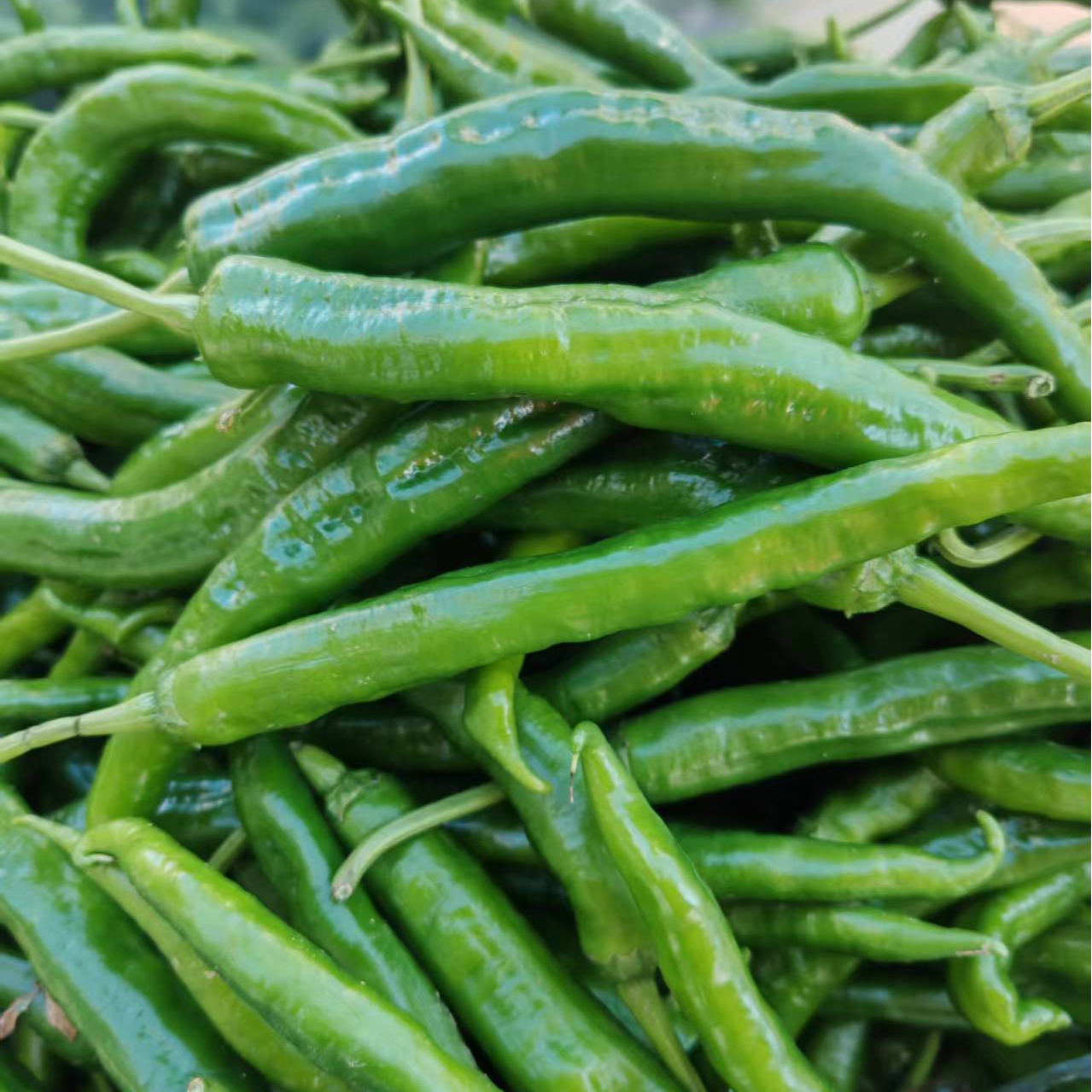 上饶本地土辣椒 口感细嫩无皮感