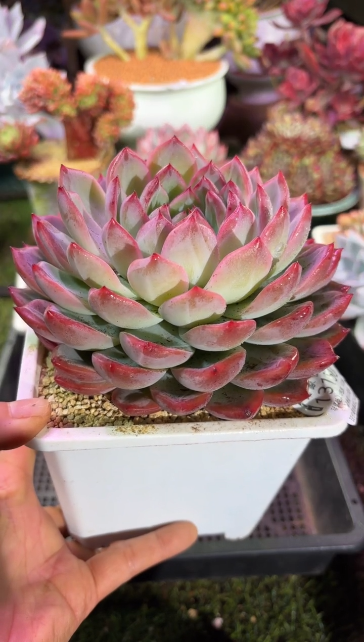 【闪购商品】13150