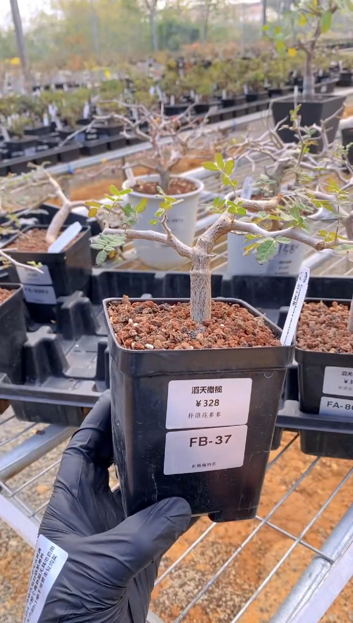 【闪购商品】滔天橄榄FB-37