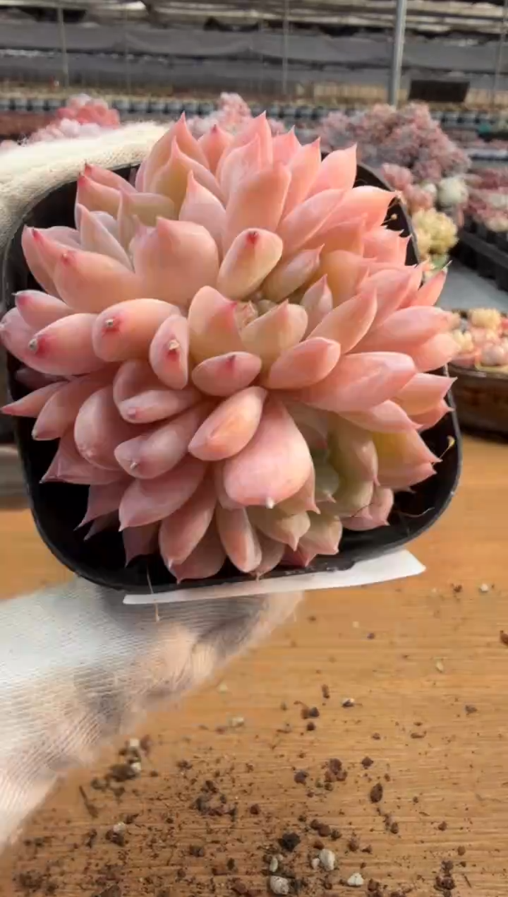 东云多肉园三店-77