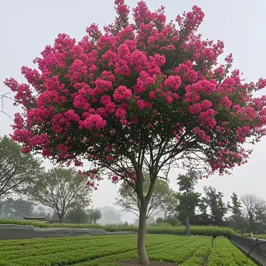耐寒耐高温花期长川红紫薇适合庭院别墅造景绿植