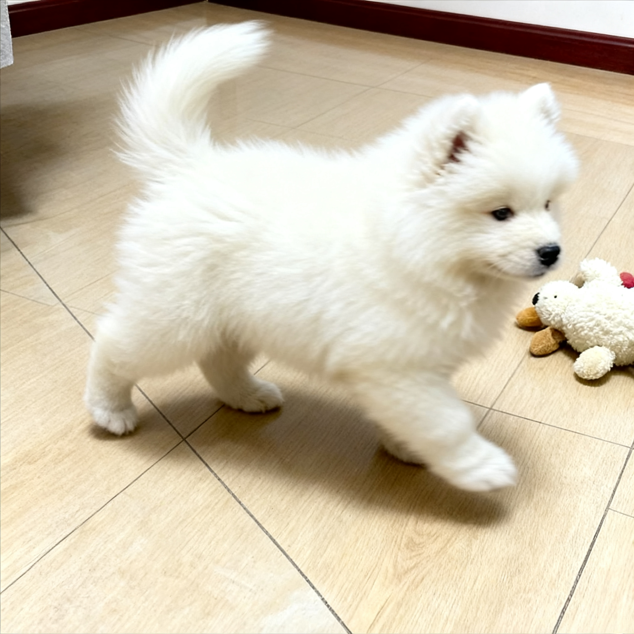 萨摩耶幼犬陪伴犬纯白大骨架活物可爱宠物狗狗好养网红圆脸狗白色