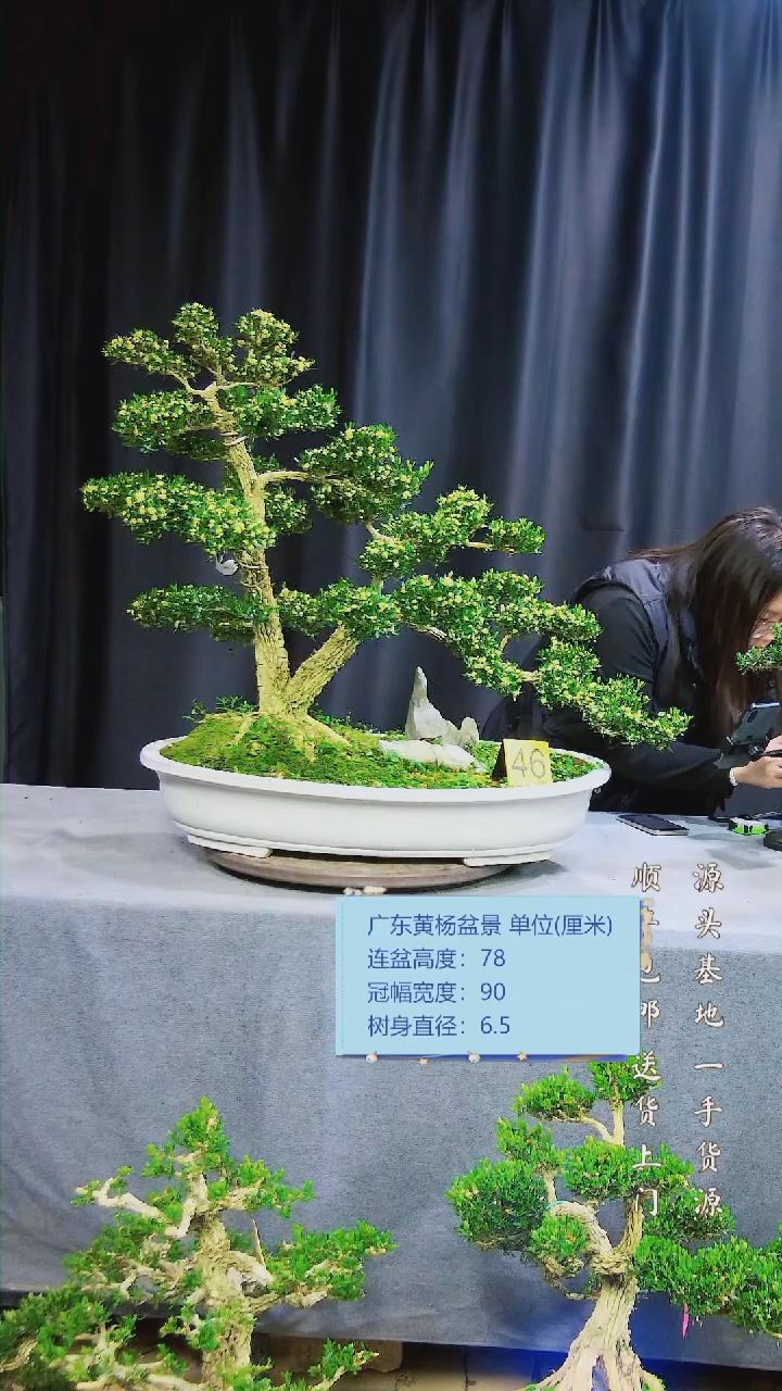 【闪购商品】黄杨盆景黄杨盆景