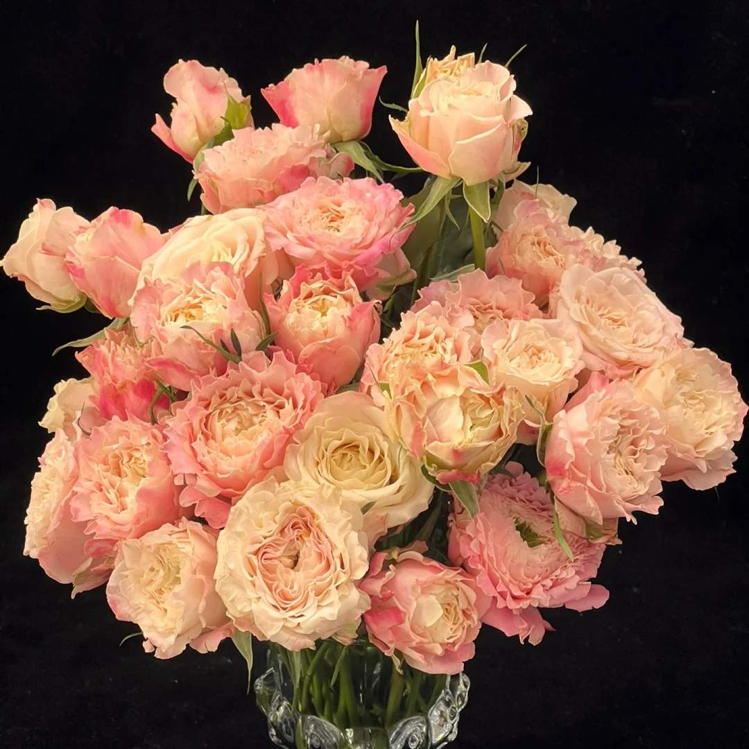 【云南鲜花】多头（乐悠）玫瑰 1单普通包邮，2单以上顺丰冷链