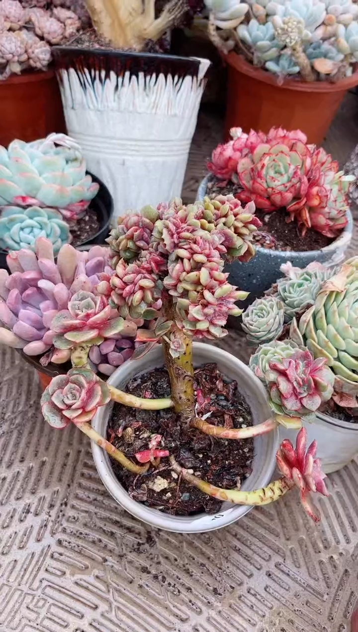 【闪购商品】04549