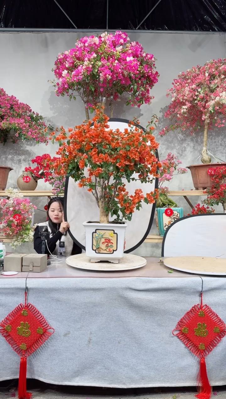 【闪购商品】盆景爱马仕橙