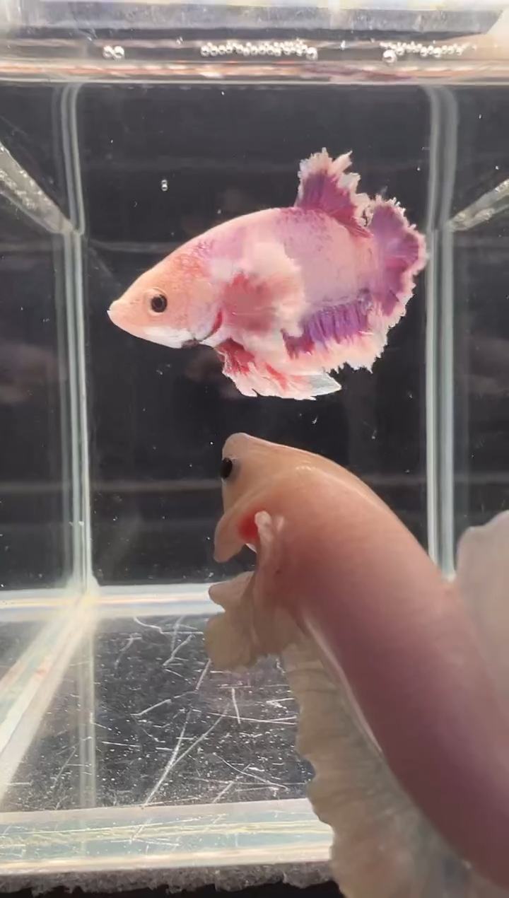 斗鱼斗鱼绣球大耳朵