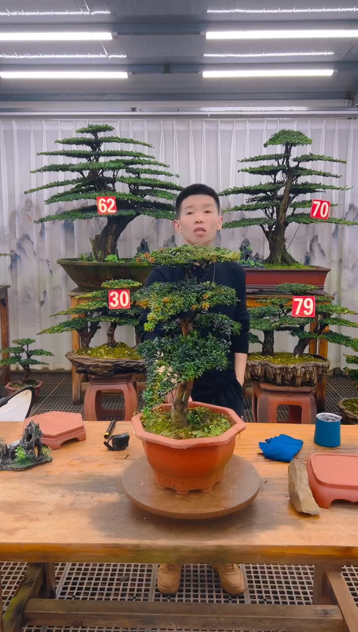无花朵陈*精品盆景直播间一物一拍