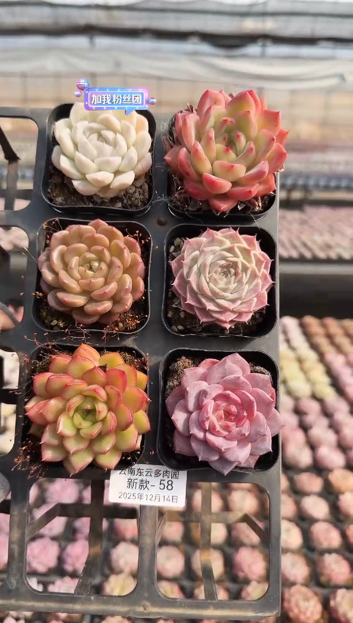 东云多肉园新款-58