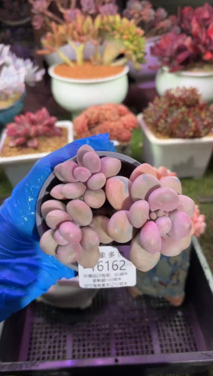 【闪购商品】16162