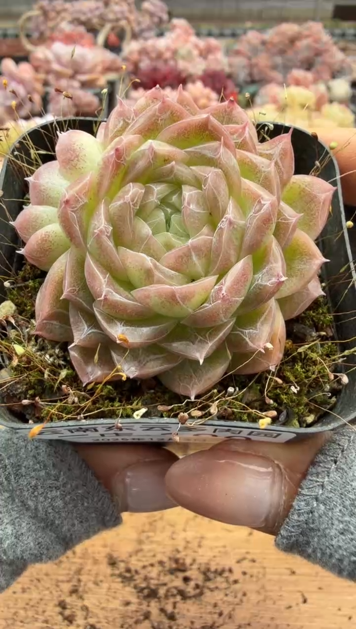 东云多肉园二店-180