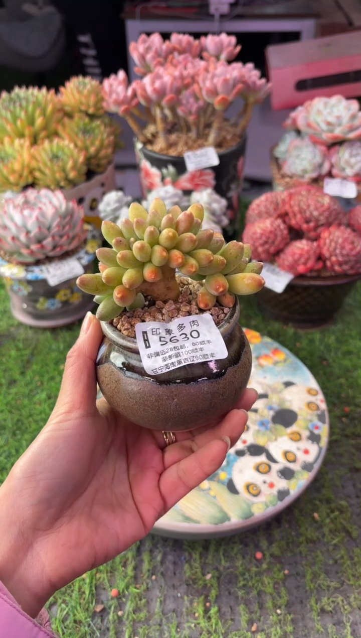 昆明印象多肉5630