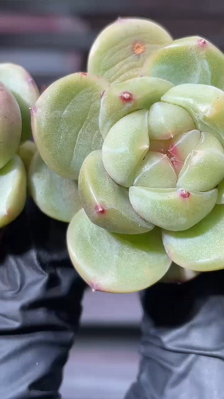 35-88 新翡灯2-3厘米量拍发一颗