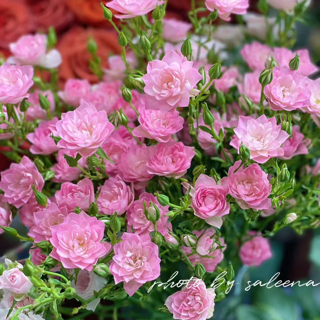 天河繁星   多头丰花勤花