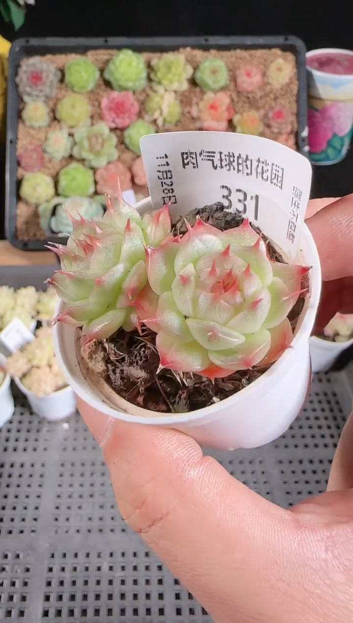 多肉1128-331群生不包整