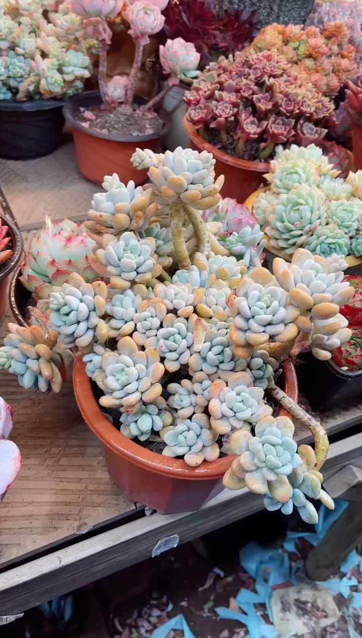 【闪购商品】04044