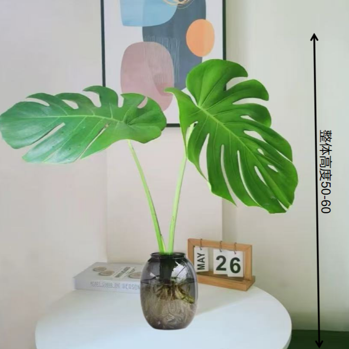 水培龟背竹基地室内绿植盆栽观叶花卉四季常绿好养护鲜活