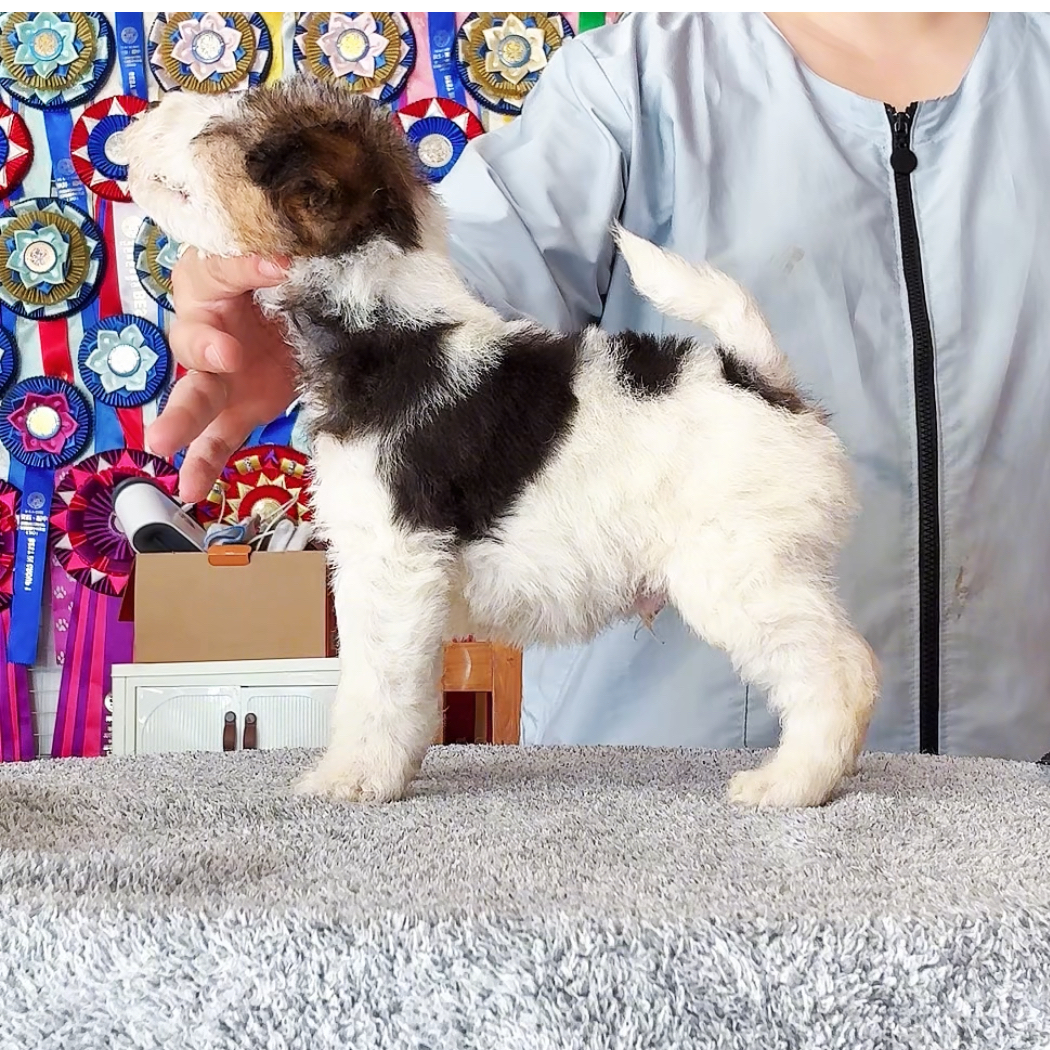 布丁10月18出生三色刚毛猎狐梗公犬宠物活体狗狗