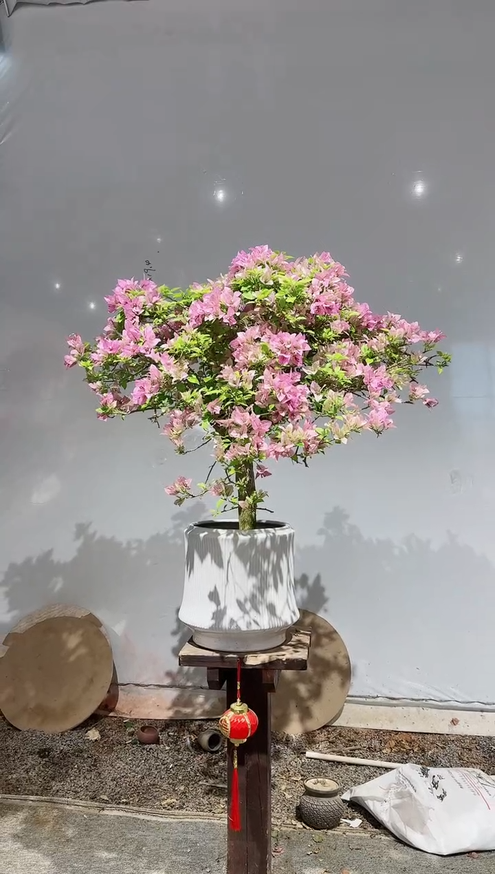 【闪购商品】盆景金夫人