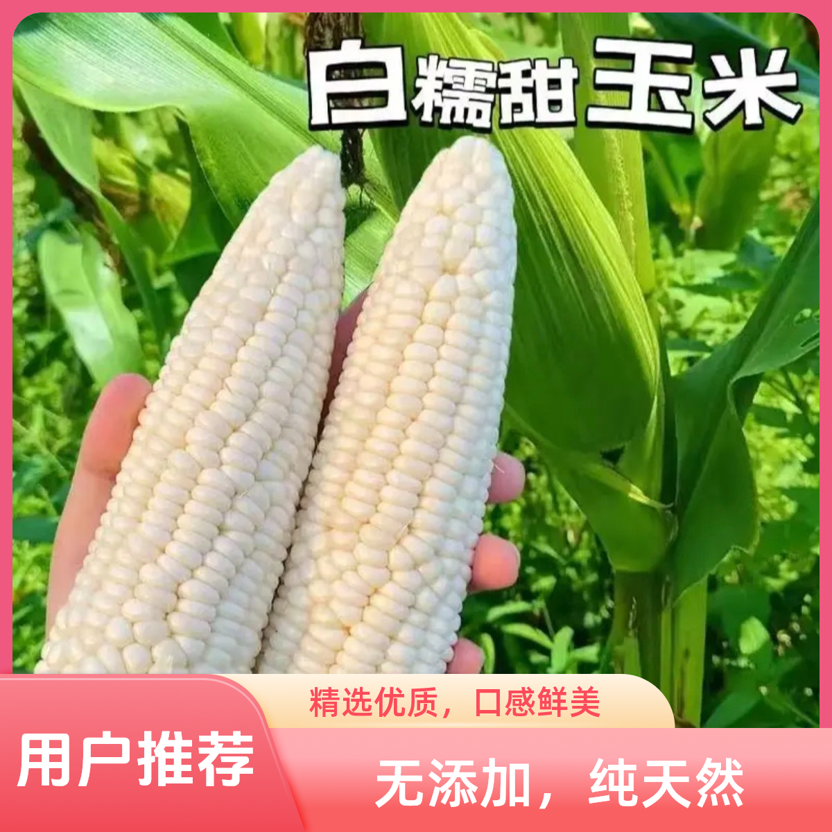 甜+糯白玉米带壳【7-10根】保净重8斤以上 京东/顺丰包邮新鲜北京市