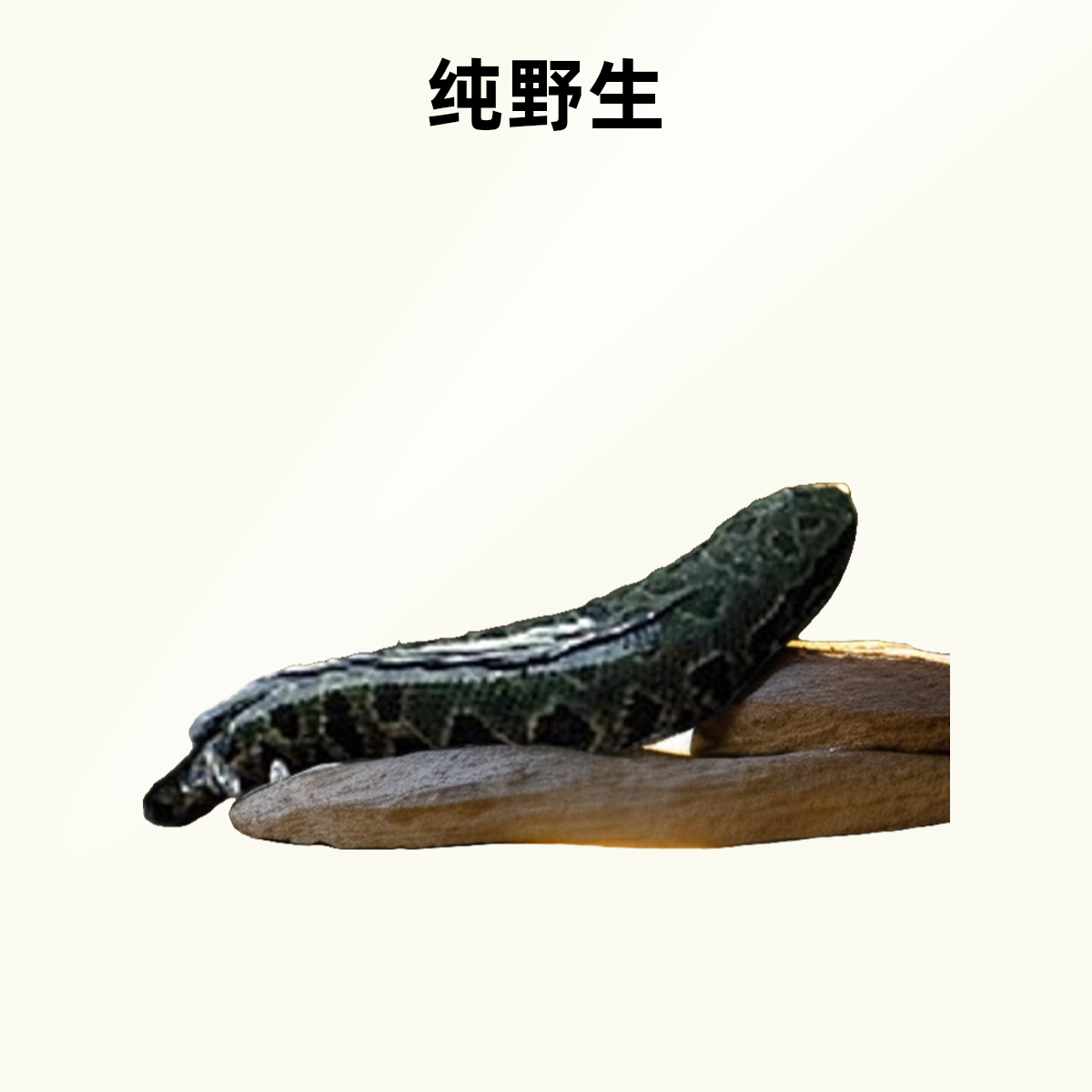 【微山湖野生黑鱼】现捕现发