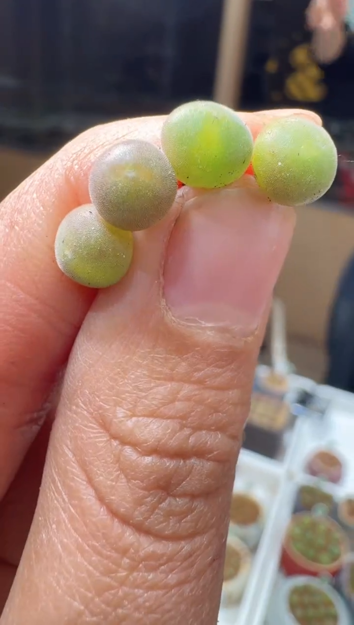 102多肉植物肉锥猫头鹰空蝉一颗