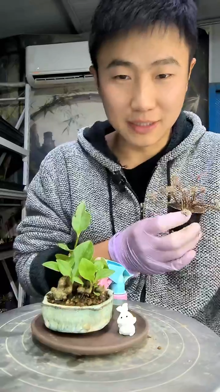 狼*花中青园艺一物一拍花191