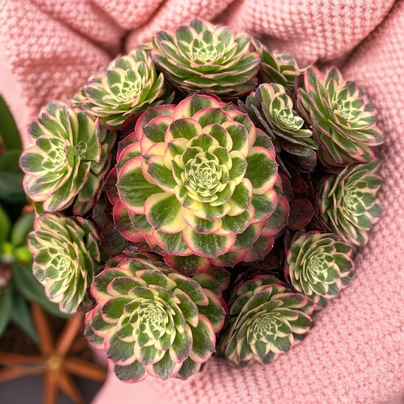 多肉植物室内多肉小盆栽法师锦多肉盆栽系列盆栽海王绿植花卉好养