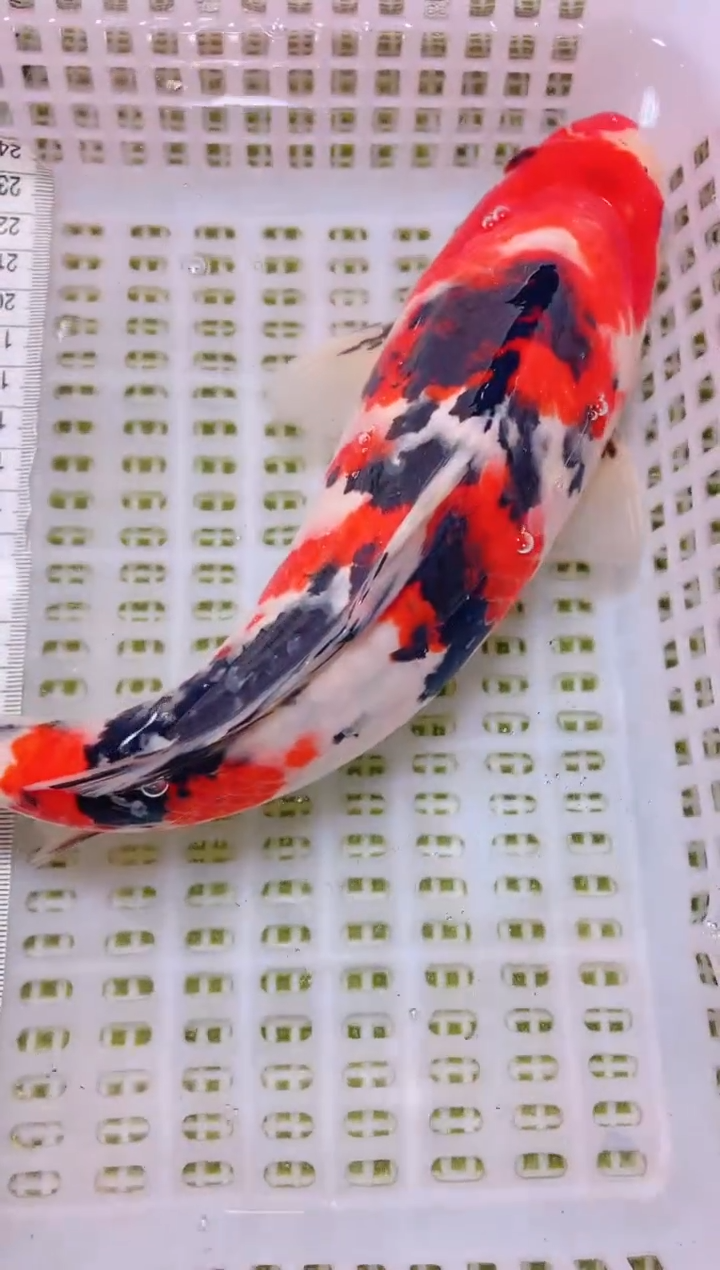 锦鲤冷水观赏鱼全场包邮43