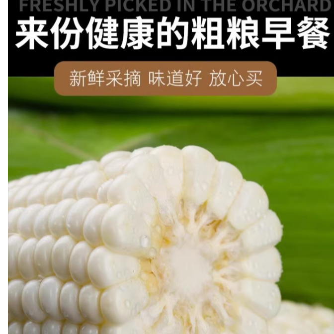 【划算】白糯玉米5斤左右新鲜采摘下单请核对好地址哦