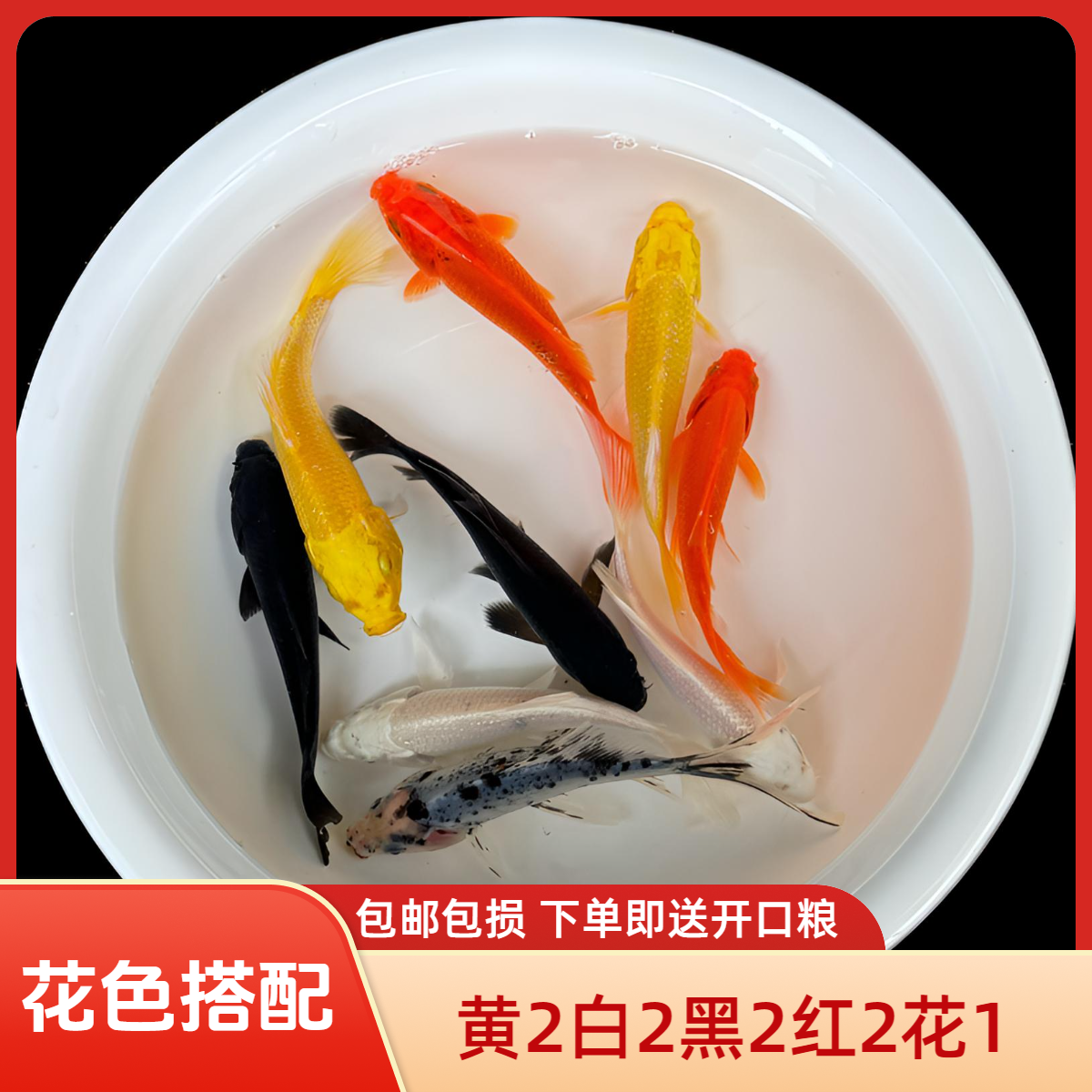 五色冷水观赏金鱼分享黄黑锦鲤红花草金鱼小鱼精选锦鲤活体养殖