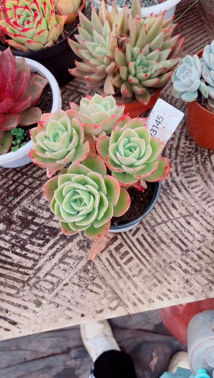 跃跃精品多肉23145