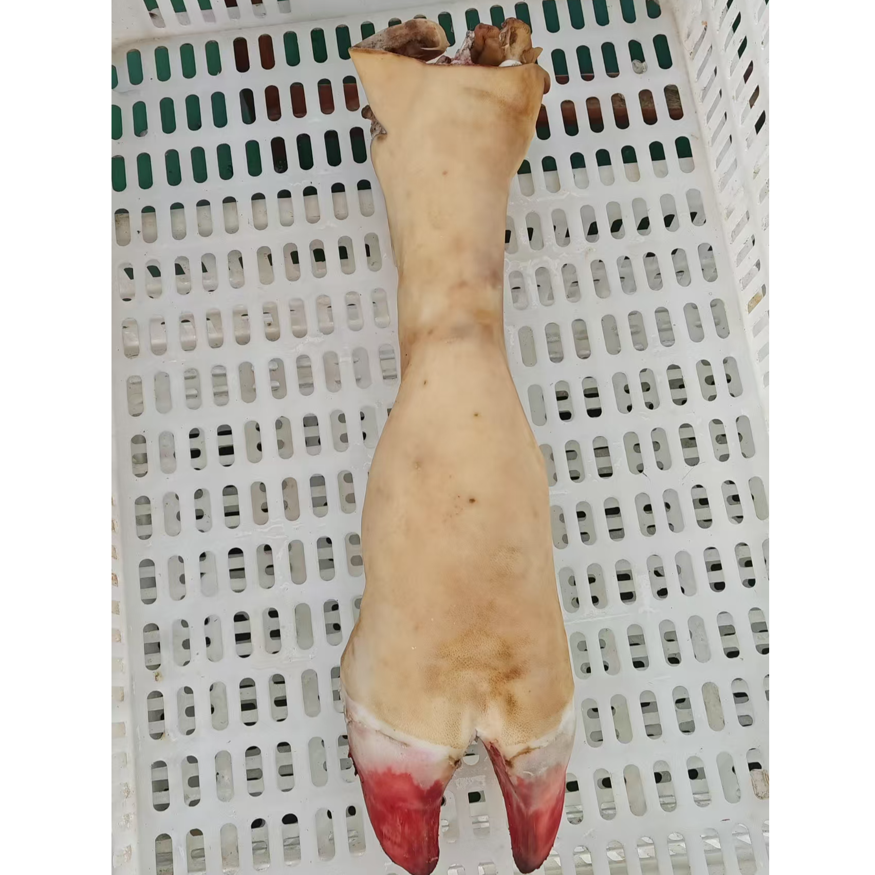 正宗河南南阳新鲜黄牛牛蹄B（下单有特殊要求及时备注）