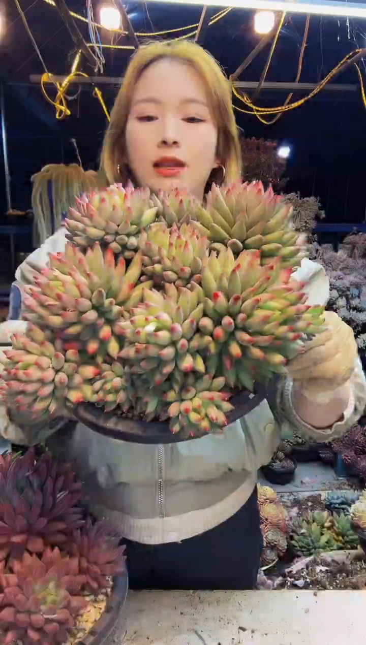 陈*师2号一物一拍脱土包邮