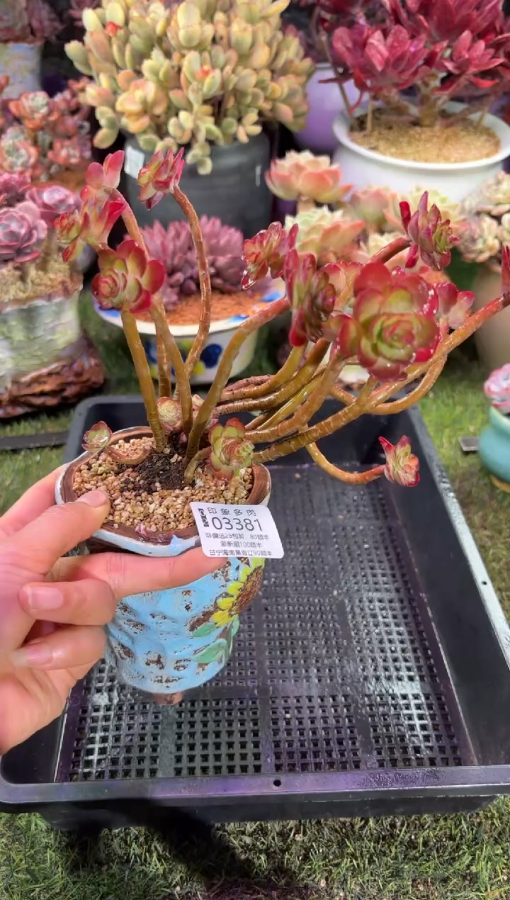 【闪购商品】03381脱土带盆