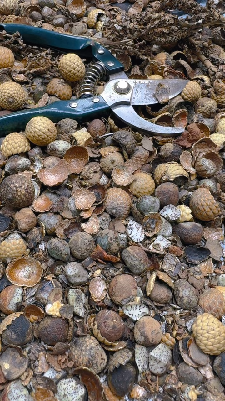 【闪购商品】星月菩提吊坠青稞手作20号