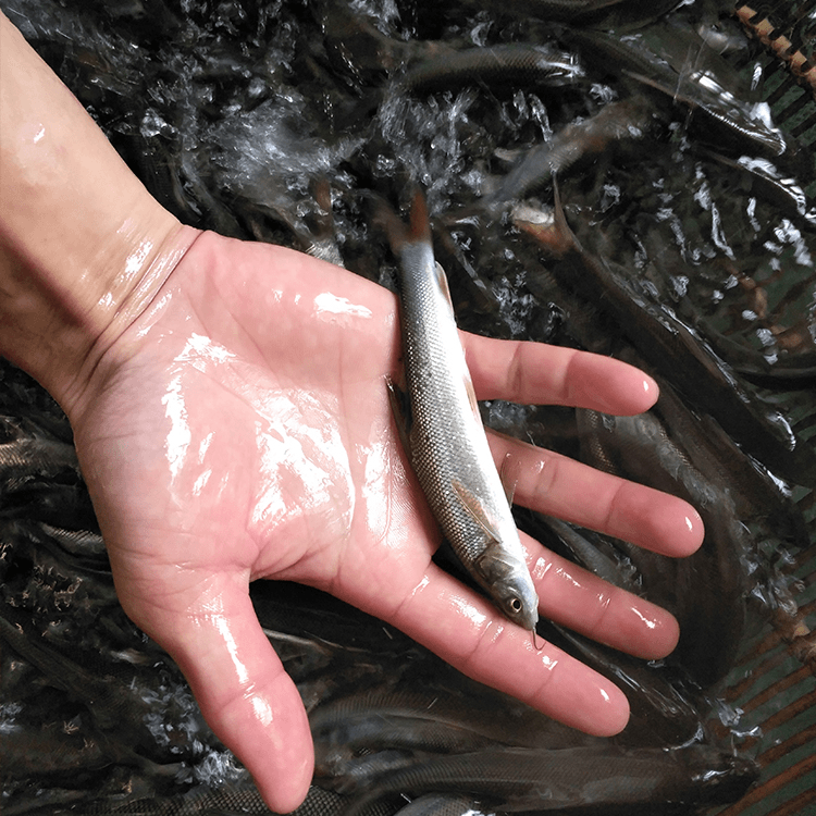 银鳕鱼苗养殖活鱼鲃食用银观赏淡水大鳞鳕鱼赏银养殖淡水雪鱼苗雪