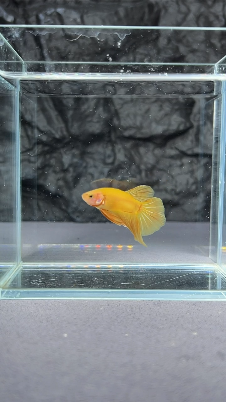 海水鱼竞拍链接A082