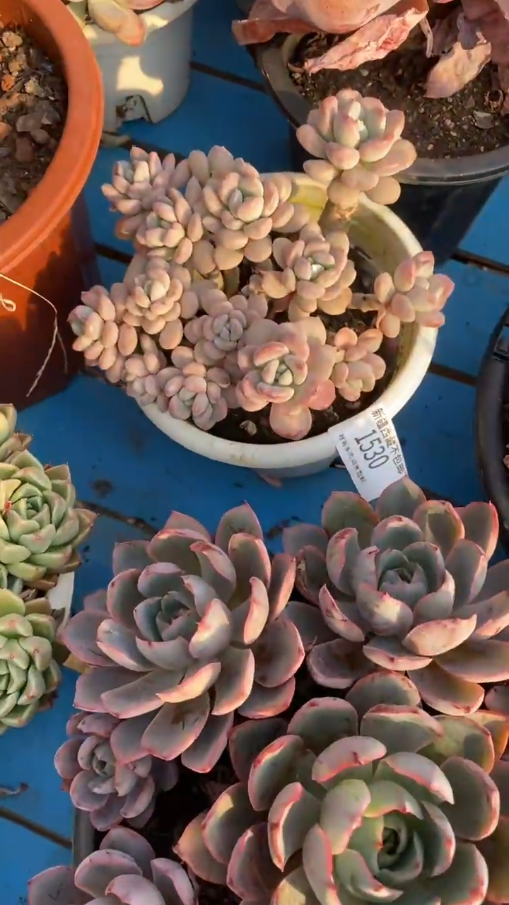 【闪购商品】1530白鹿