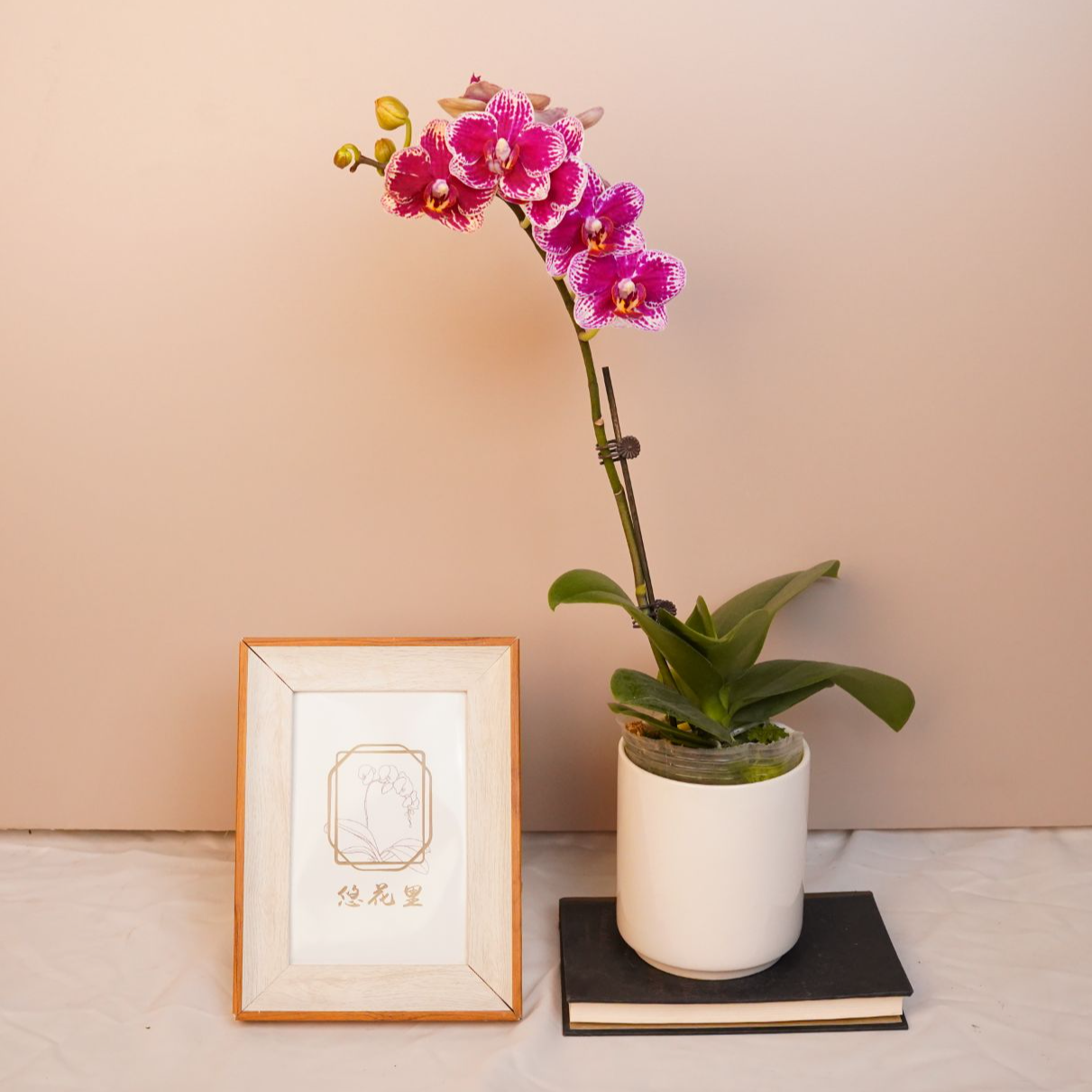 朝暮里蝴蝶兰（可乐全花）开花珠发货